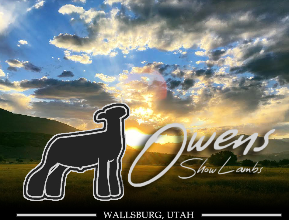 Owens Show Lambs > Wallsburg, Utah